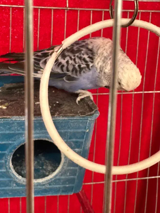 دوعدد مرغ عشق انگلیسی|پرنده|چهاردانگه (تهران), |دیوار