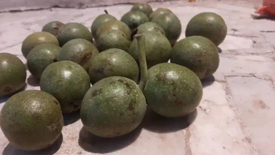 گردو فروشی|خوردنی و آشامیدنی|ارجمند, |دیوار