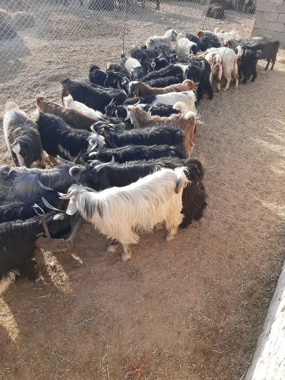 بزغاله کرد افشار|حیوانات مزرعه|ساوه, |دیوار