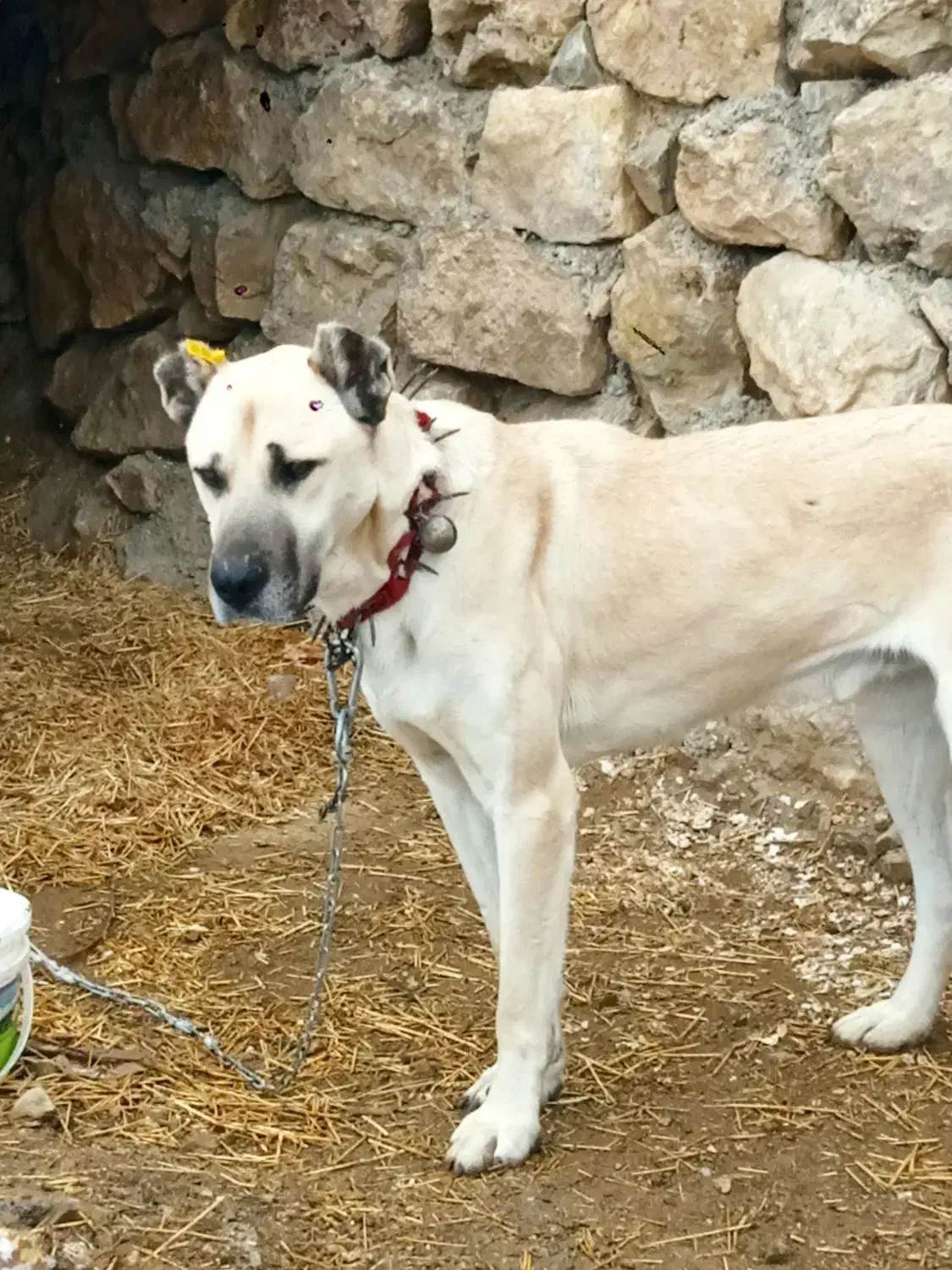 توله سگ سرابی 7ماه|سگ|اشنویه, |دیوار