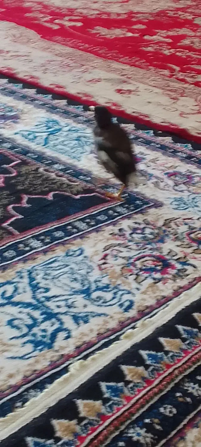 مرغ مینا بسیار بازی گوش تازه داره صحبت یاد میگیره|پرنده|تربت‌حیدریه, ۴۵ متری|دیوار