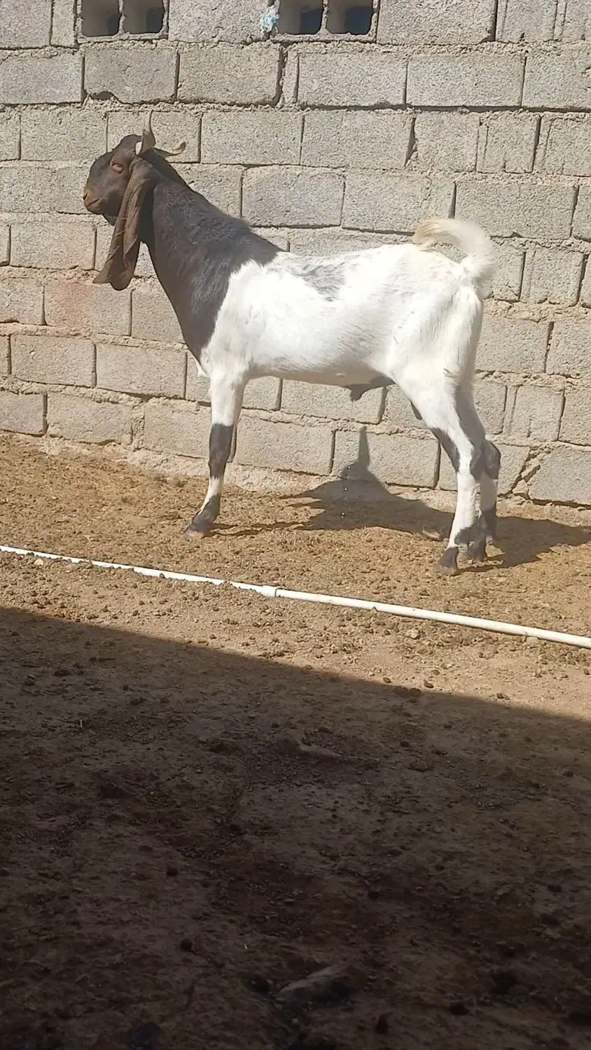 نربز پاکستانی|حیوانات مزرعه|تایباد, |دیوار