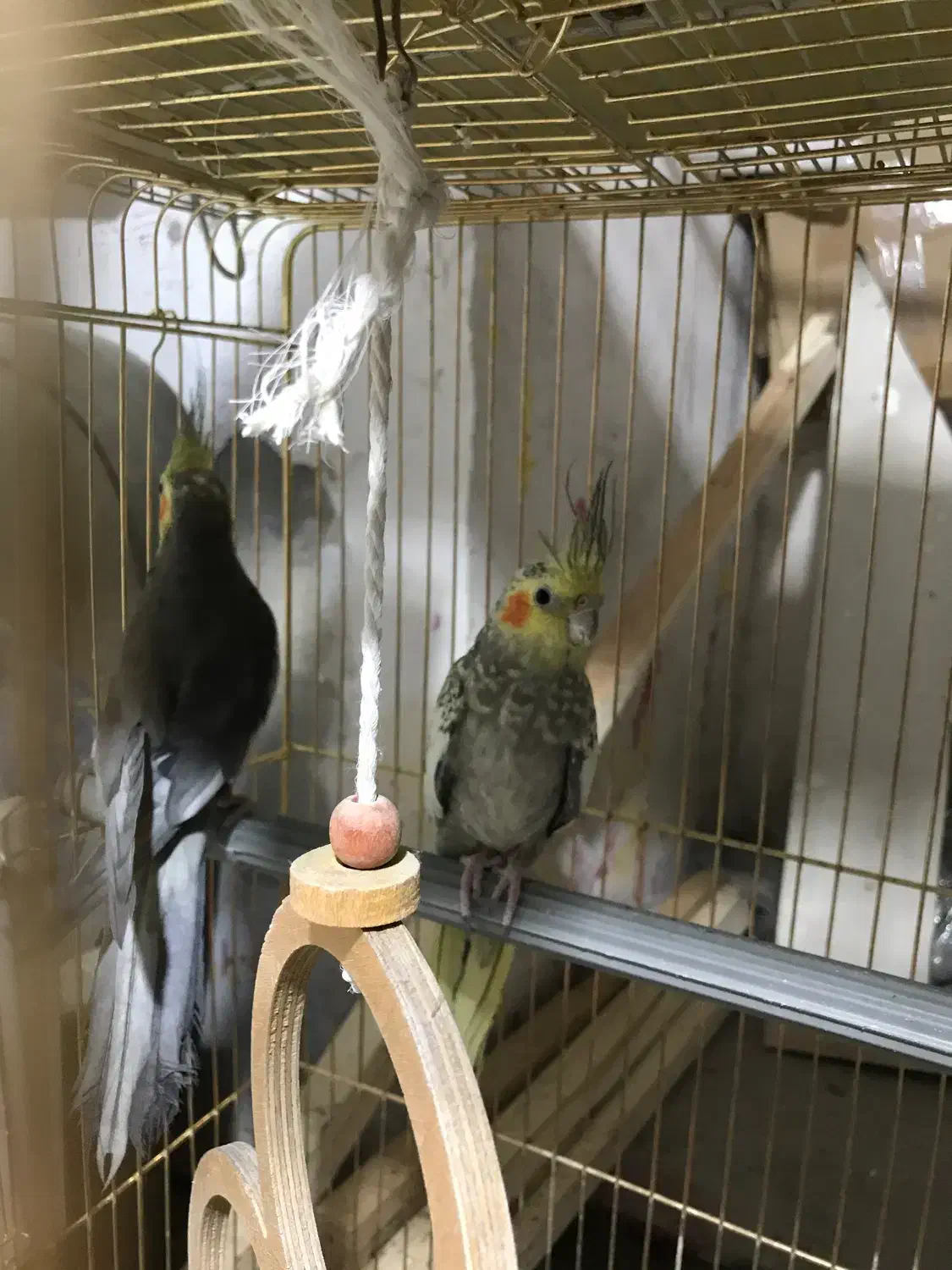 طوطی عروس|پرنده|خوی, |دیوار