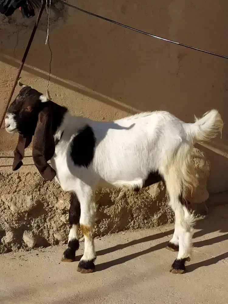 بزغاله یک سال پاکستان پنجاه کیلو درجه یک|حیوانات مزرعه|آبدانان, |دیوار