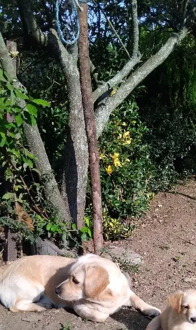 واگذاری اشپیتز|سگ|رشت, پیرکلاچای|دیوار