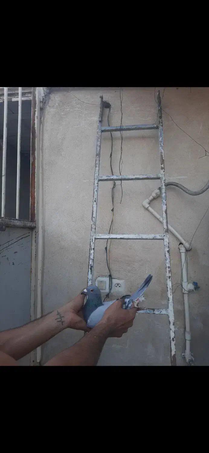 کبوتر پلاکی ،مسافتی|پرنده|پاکدشت, پاکدشت (مامازند)|دیوار