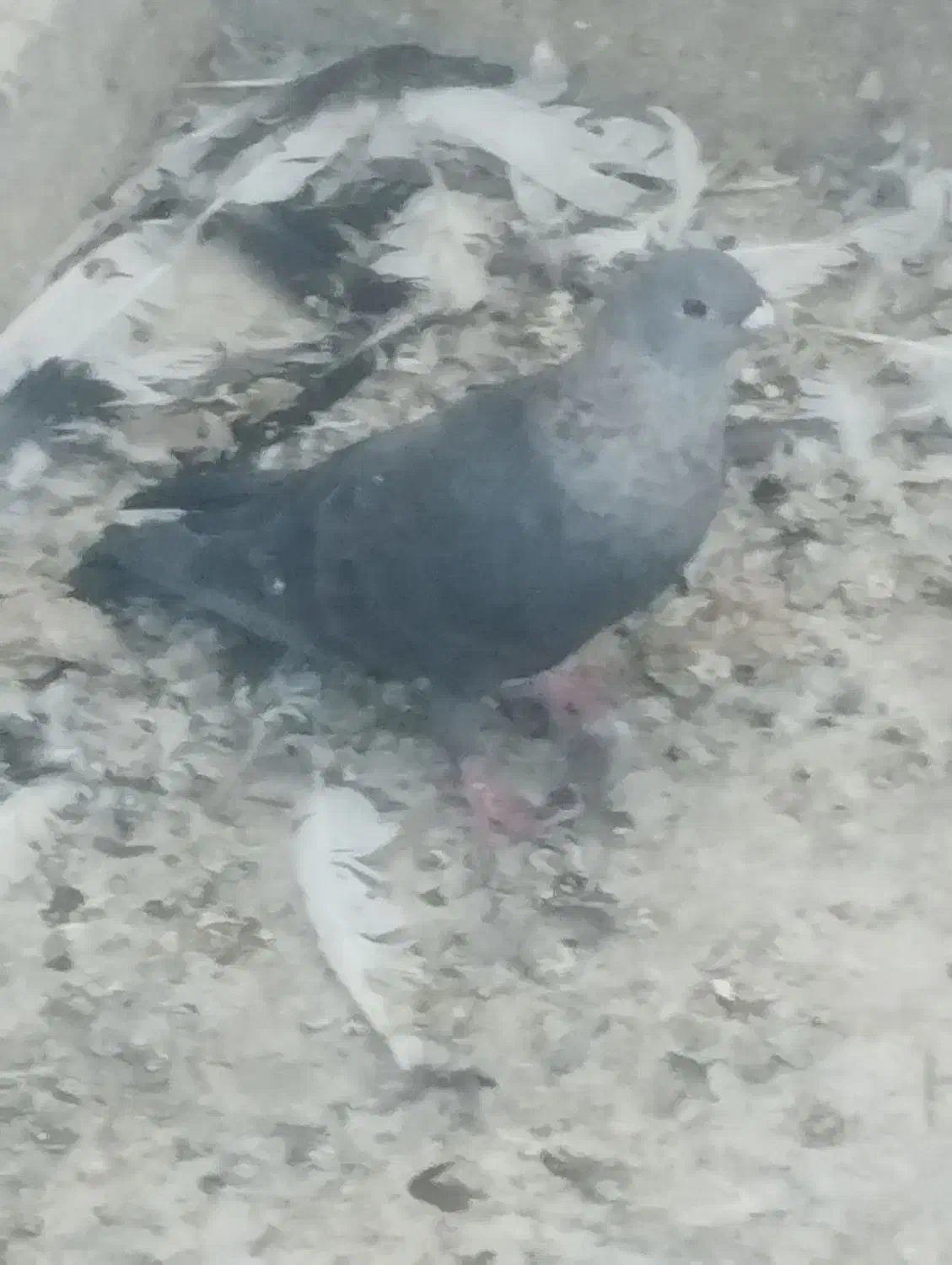 کبوتررنگی|پرنده|اهواز, کوی صادقیه|دیوار