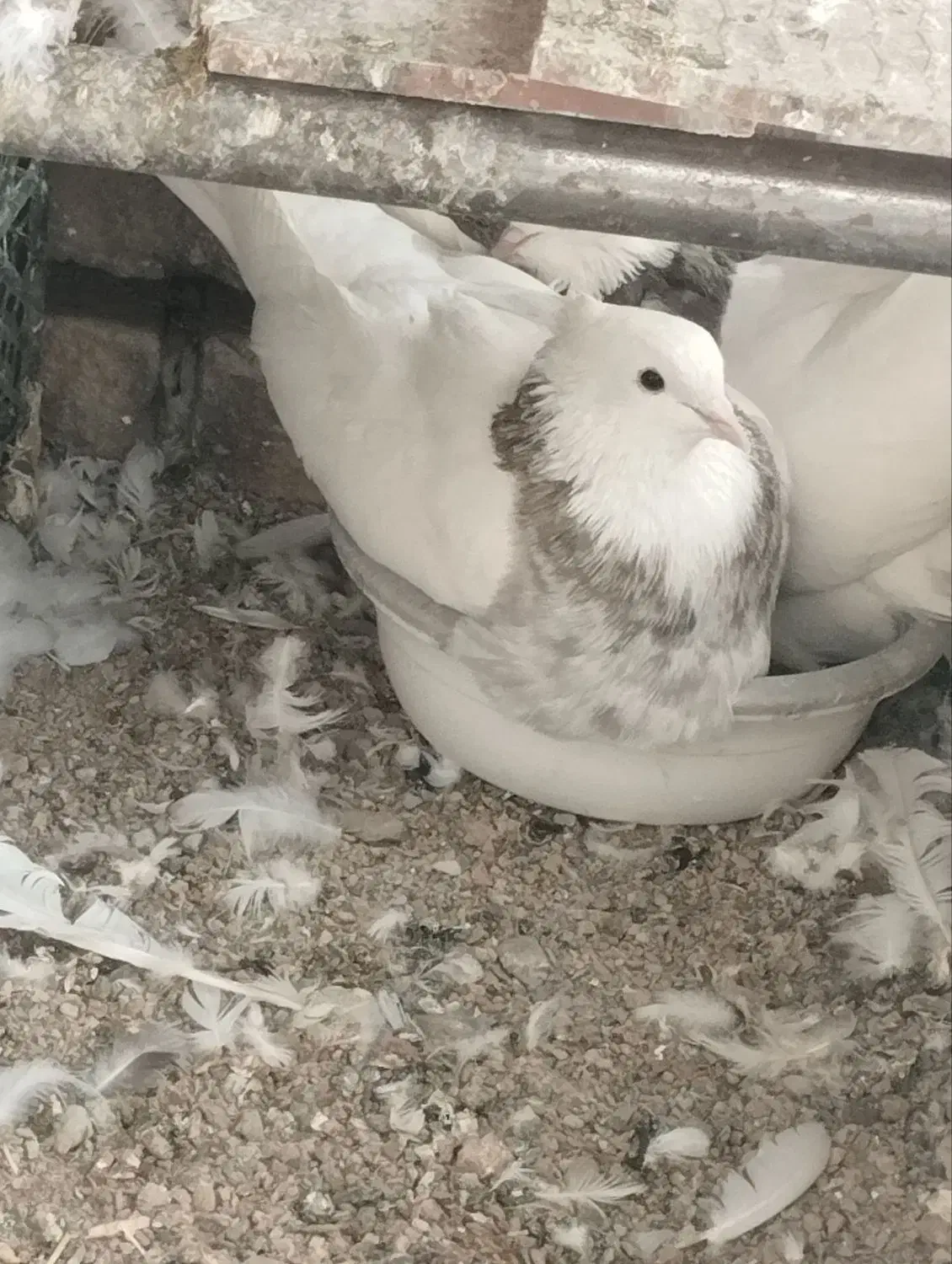 طوقی|پرنده|اصفهان, پارک سلمان فارسی|دیوار