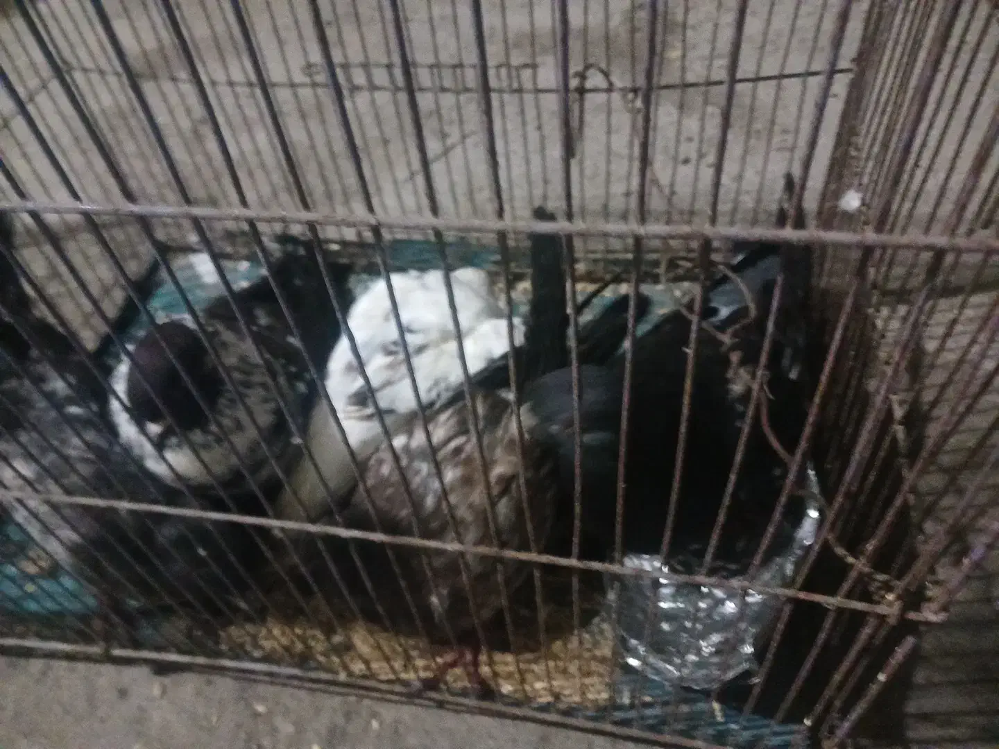 کبوتر|پرنده|رشت, سلیمانداراب|دیوار