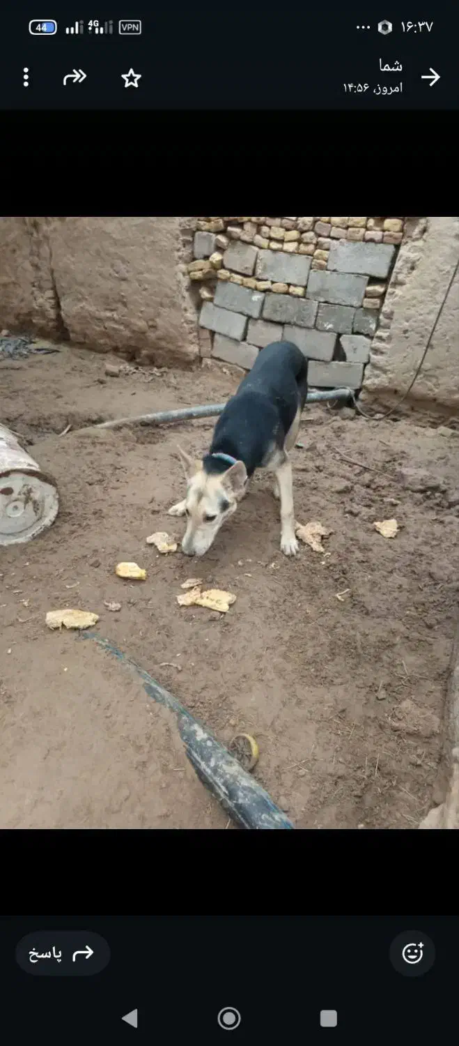 سگ نژاد ژرمن و دوبرمن هست|سگ|فهرج, |دیوار