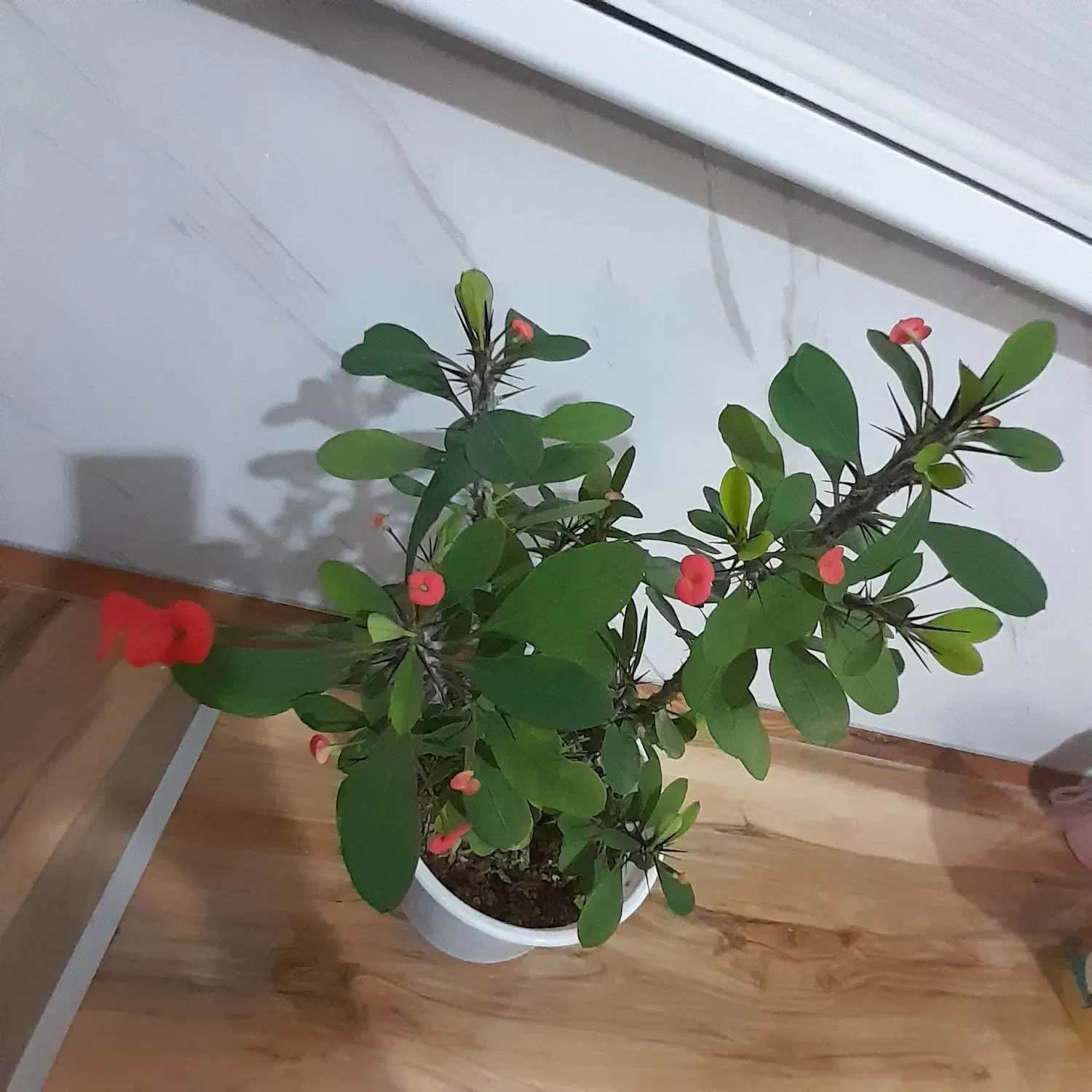 گل مرجان و سینگونیوم|گل و گیاه طبیعی|کرمانشاه, |دیوار