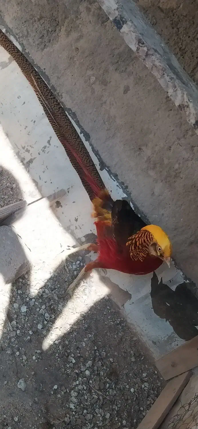 مرغ وخروس زینتی|پرنده|الوند, |دیوار