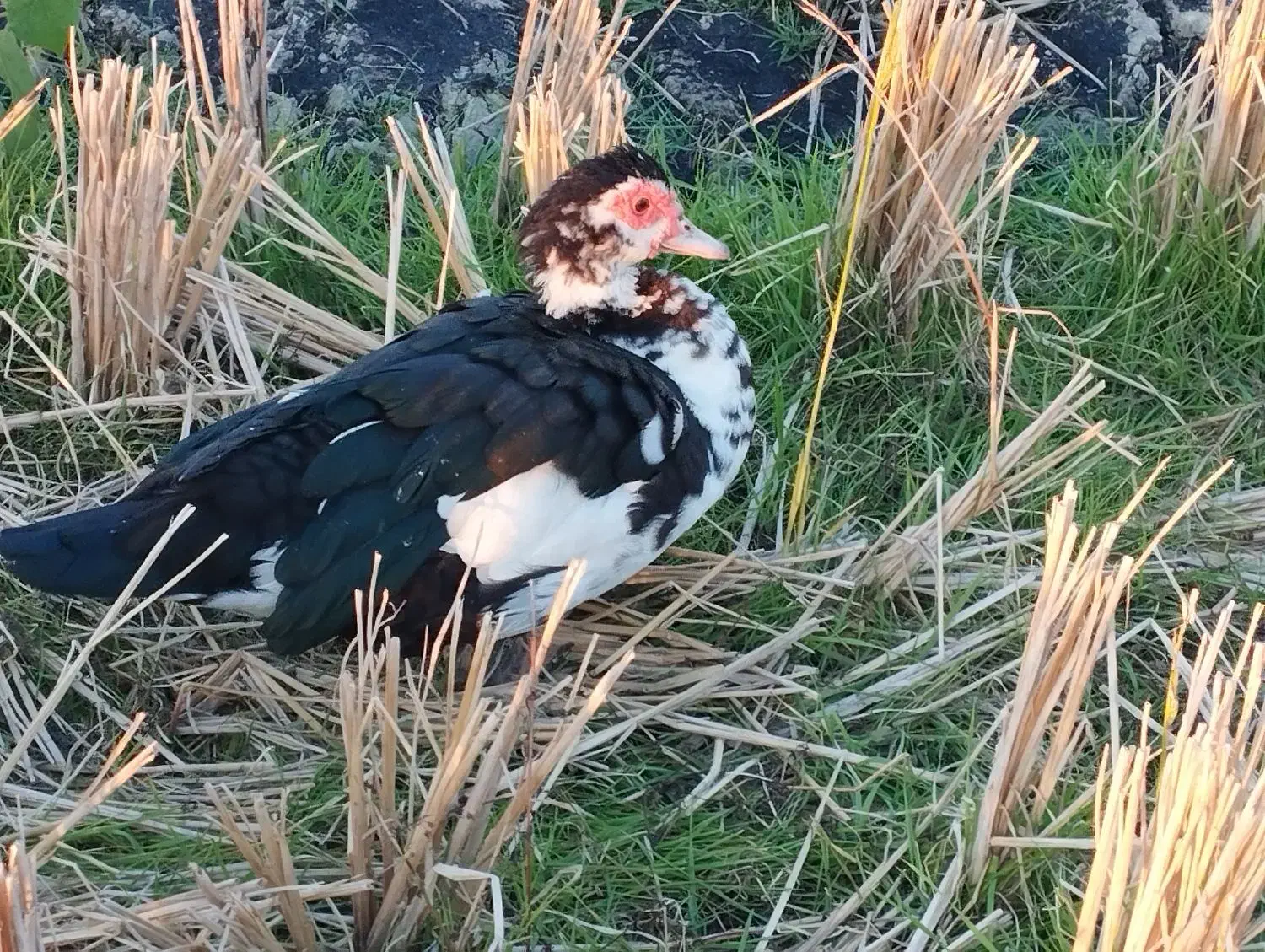 اردک خارجی . تخم قره قا. وول.خروس برهما|حیوانات مزرعه|قائمشهر, |دیوار