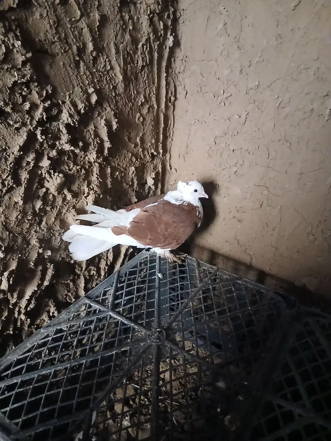 کبوتر|پرنده|بوئین زهرا, |دیوار