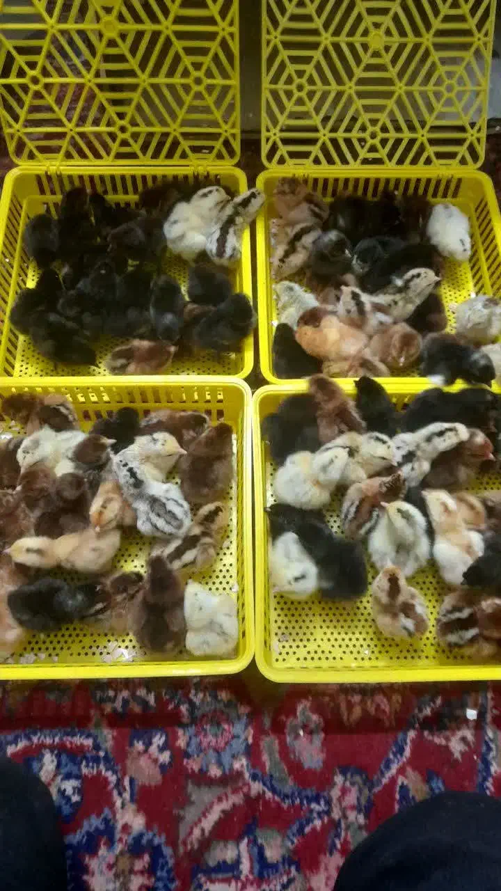 جوجه محلی از نژاد عالی|حیوانات مزرعه|کیاکلا, |دیوار