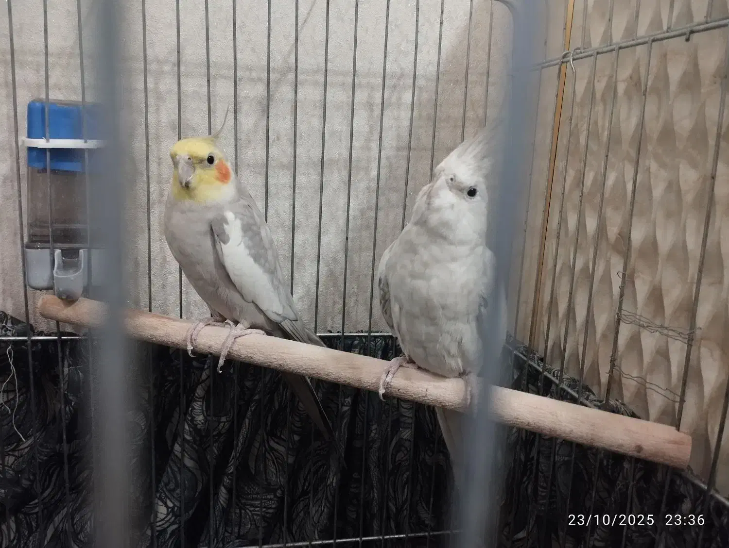 عروس هلندی|پرنده|قرچک, محمد آباد|دیوار