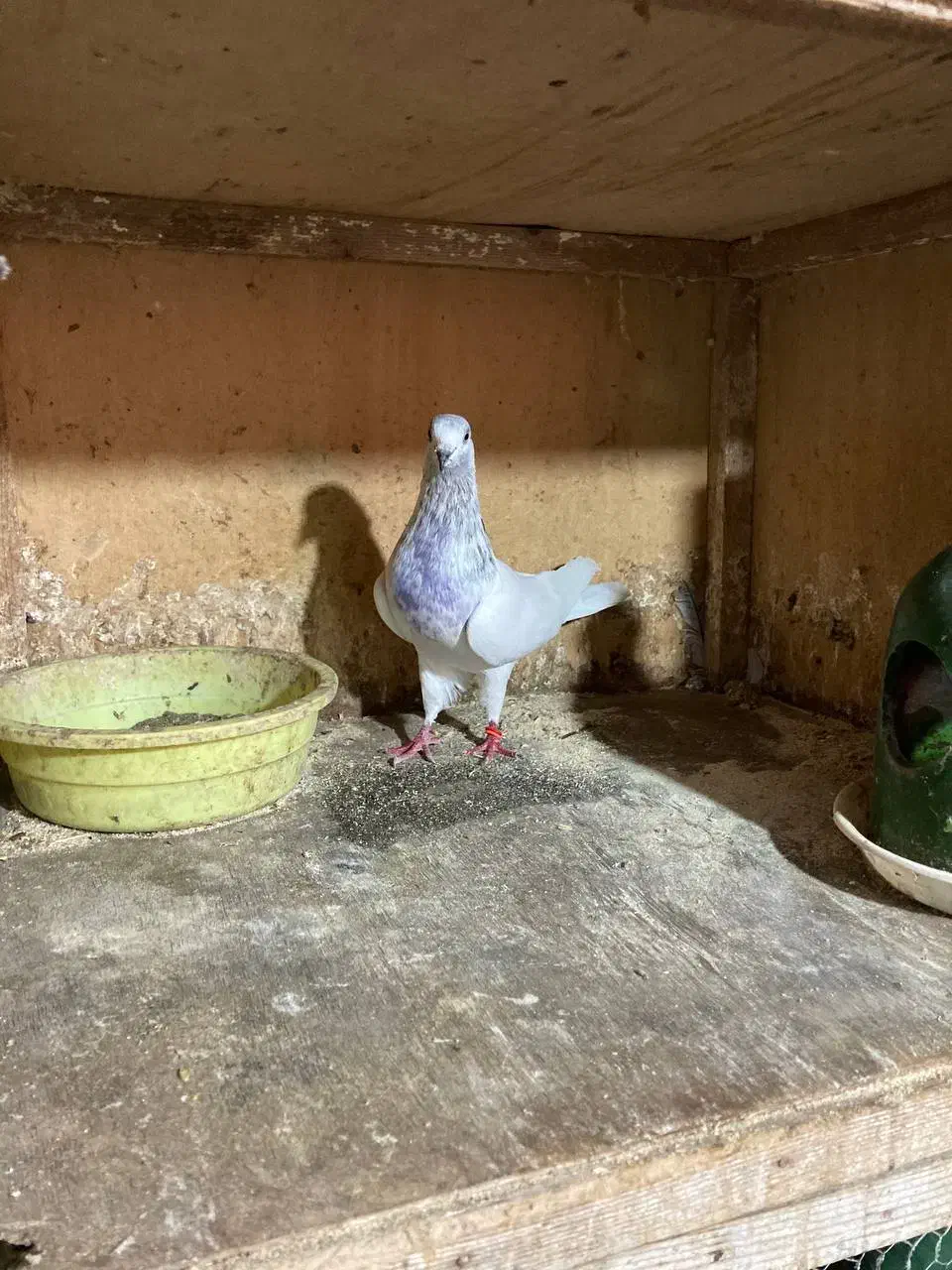 کفتر های پرشی و جوجه کشی|پرنده|رشت, آتشگاه|دیوار