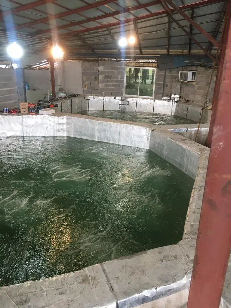 مجتمع تجاری و مسکونی|فروش دفتر صنعتی، کشاورزی، تجاری|شفت, |دیوار