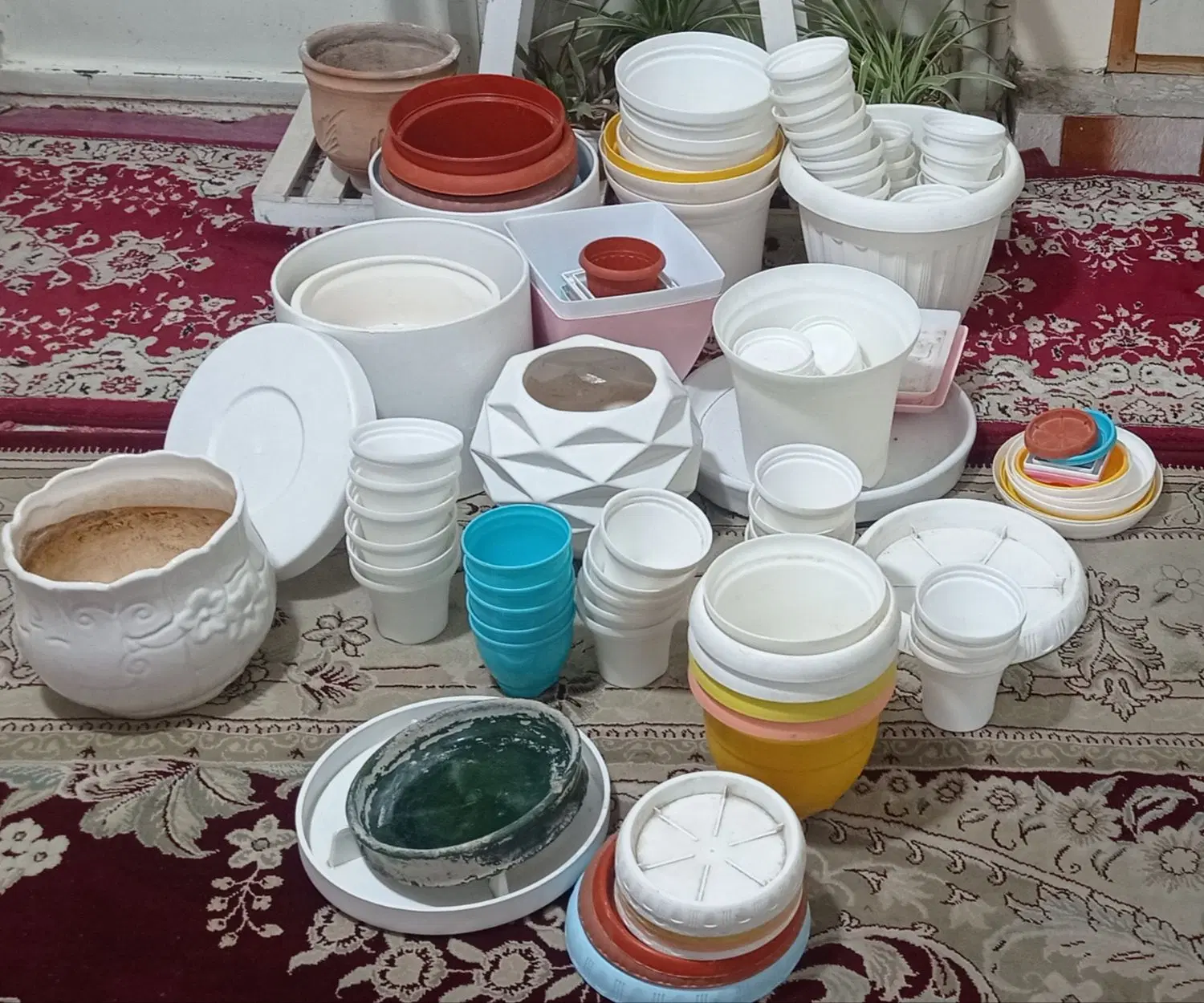 گلدان|گل و گیاه طبیعی|کرمان, |دیوار