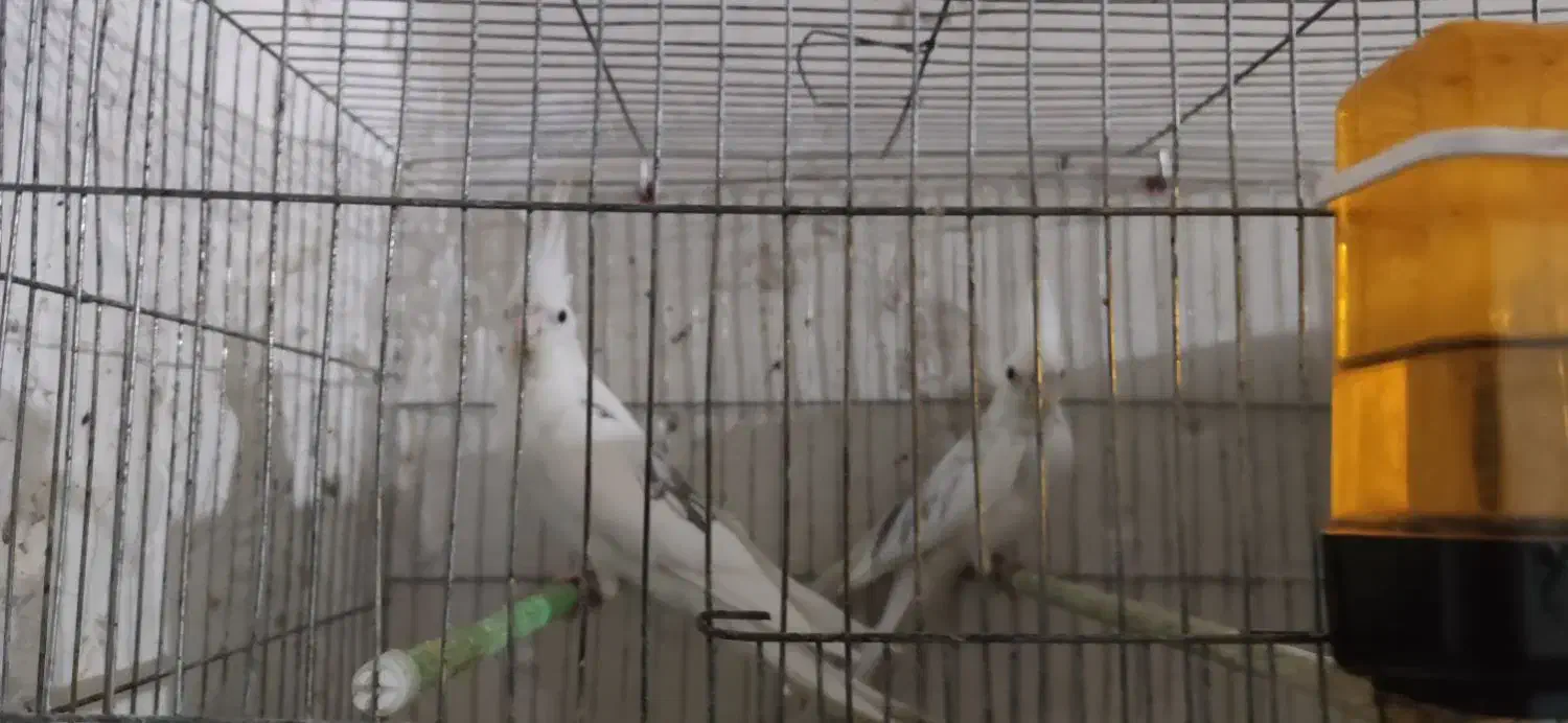 عروس البینو دوکت  با جوجه|پرنده|تبریز, |دیوار