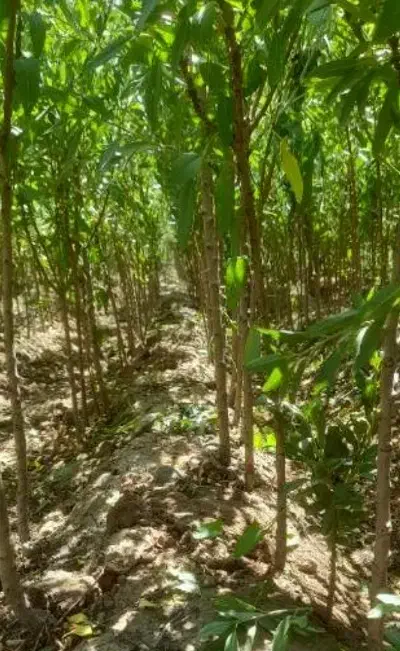 نهال بادام سنتی ۲و۳ساله|گل و گیاه طبیعی|ممقان, |دیوار