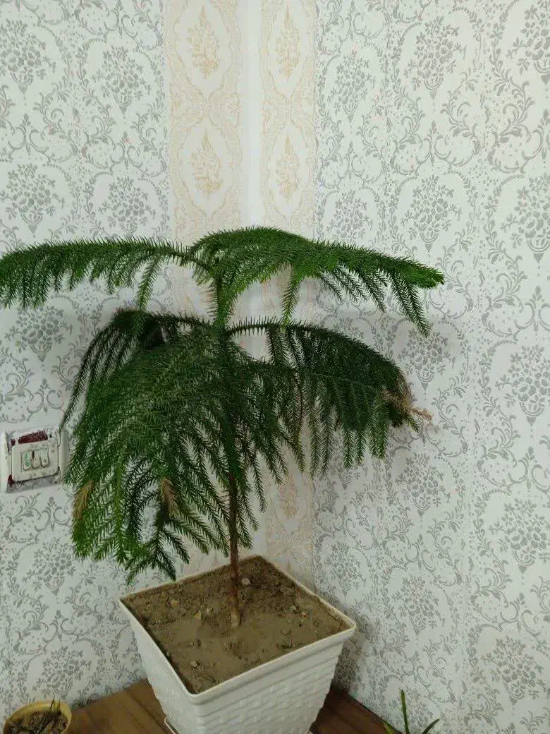 طرح کاغذ دیواری با رنگ سختمانی|خدمات پیشه و مهارت|کاشان, راوند|دیوار