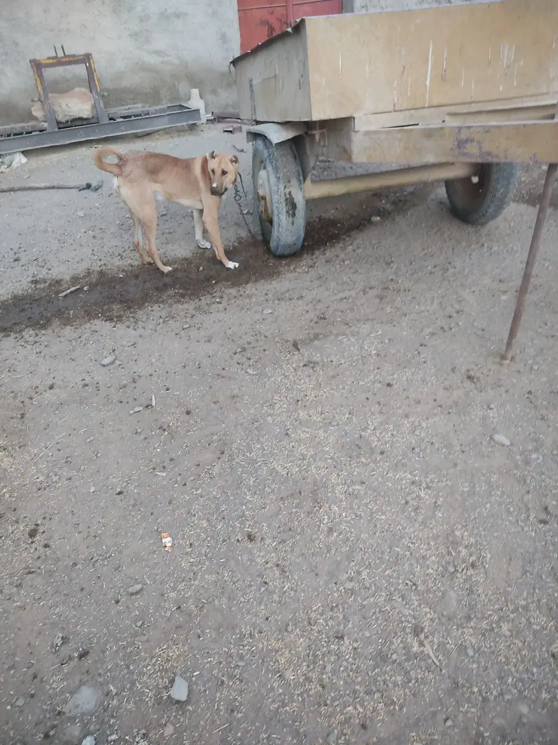 واگذاری سگ|سگ|رزن, |دیوار