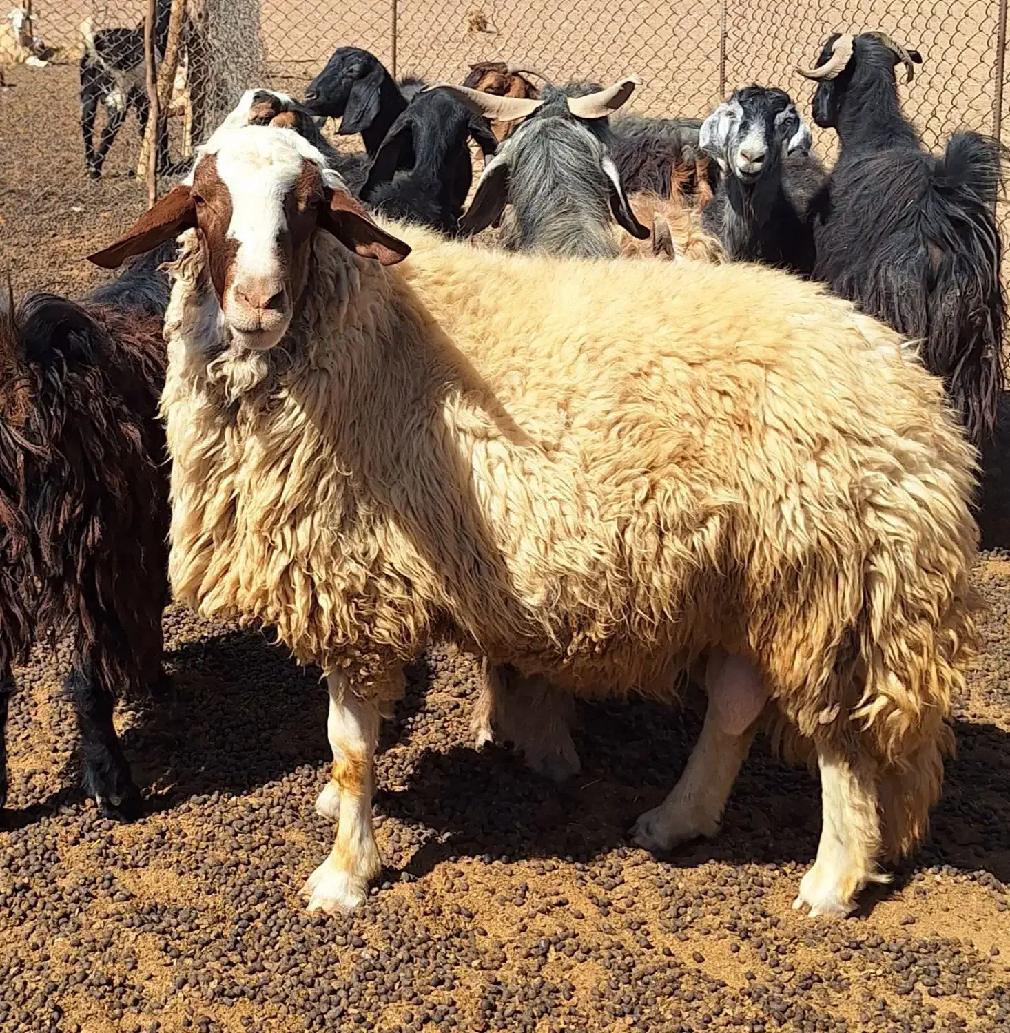 قوچ سنجابی|حیوانات مزرعه|اسلامآباد غرب, |دیوار