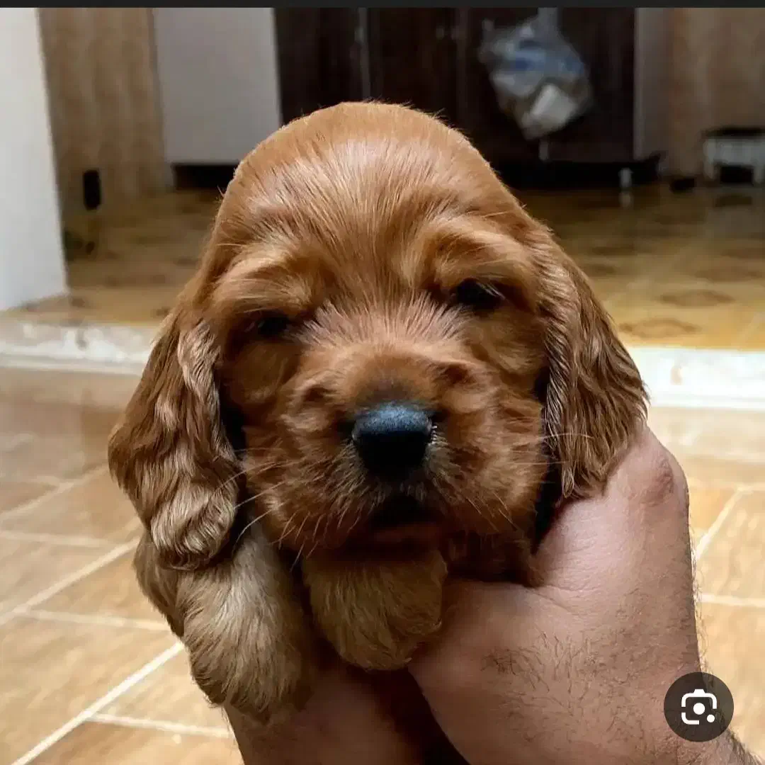 فوری|سگ|خمینی‌شهر, |دیوار