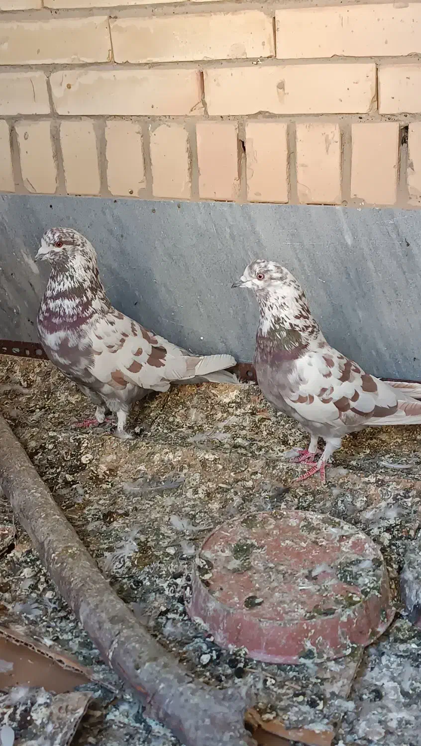 کبوتر|پرنده|اصفهان, بوستان ناژوان|دیوار