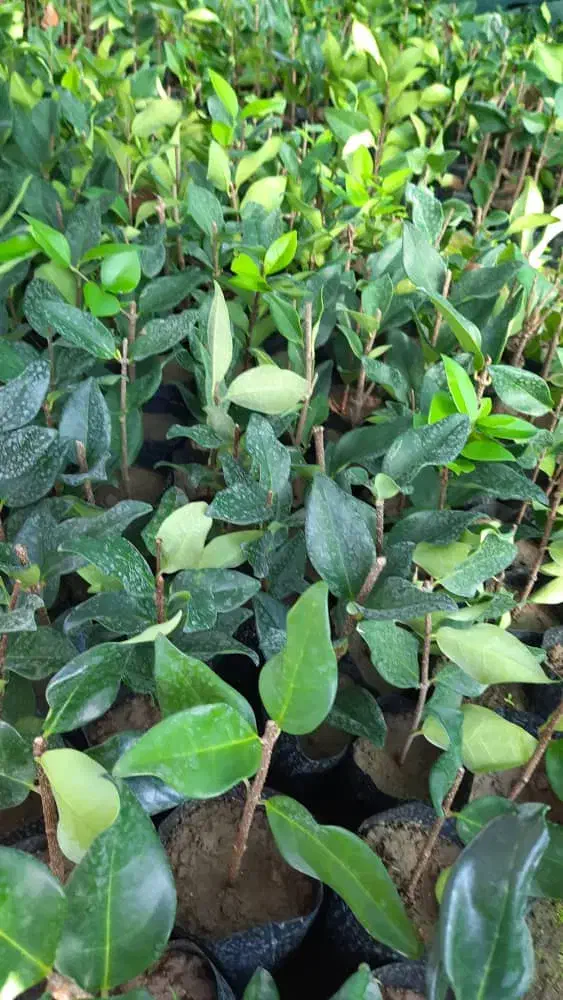 یاس هلندی|گل و گیاه طبیعی|کلاچای, |دیوار