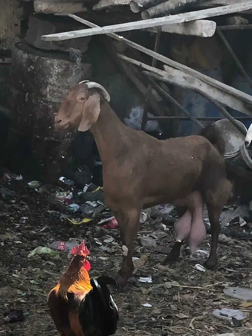 بز قیمت مناسب عسلویه|حیوانات مزرعه|عسلویه, |دیوار