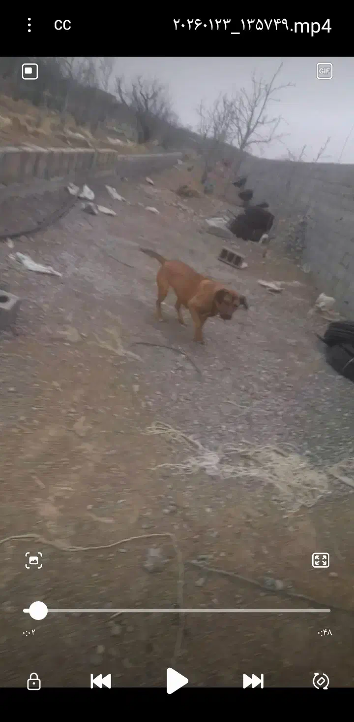 گمشده|حیوانات|هشتگرد, تهران دشت|دیوار