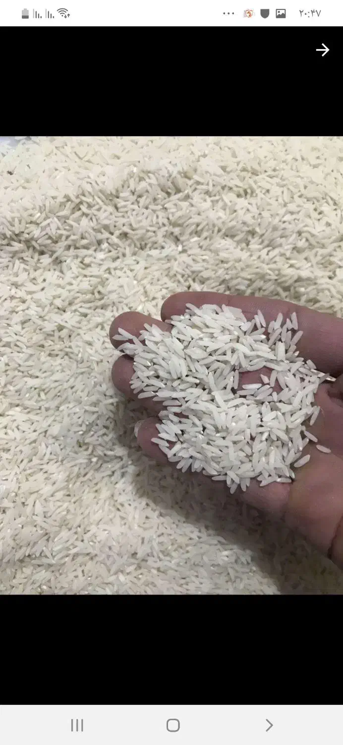 برنج کشت دوم اعلا|خوردنی و آشامیدنی|کوهیخیل, |دیوار