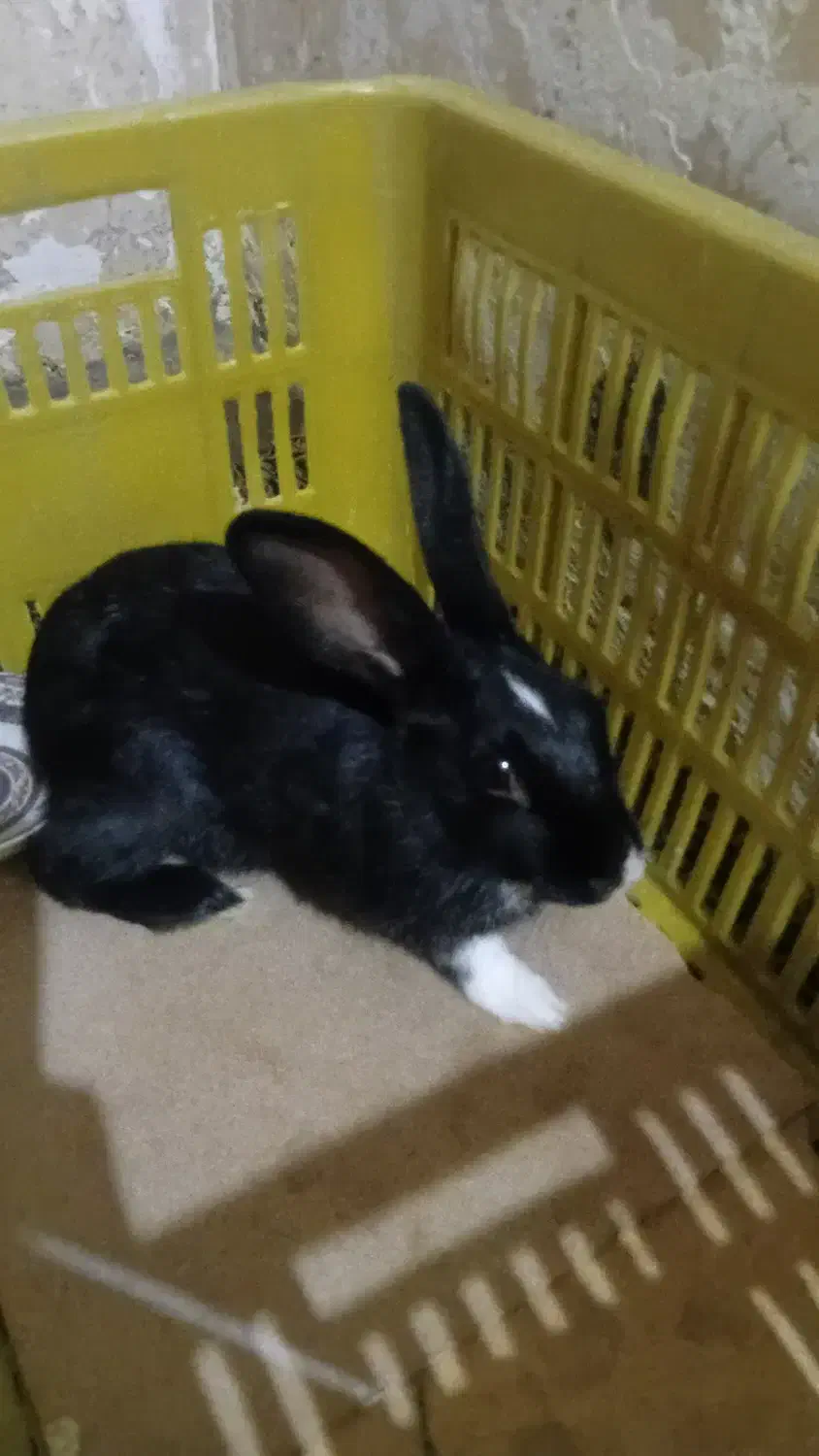 خرگوش|موش و خرگوش|بجنورد, |دیوار