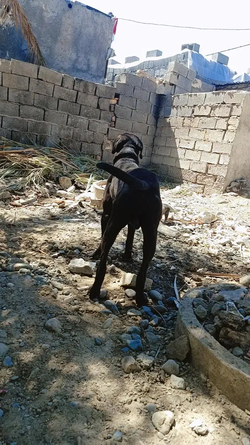 سگ باکسر|سگ|جیرفت, |دیوار