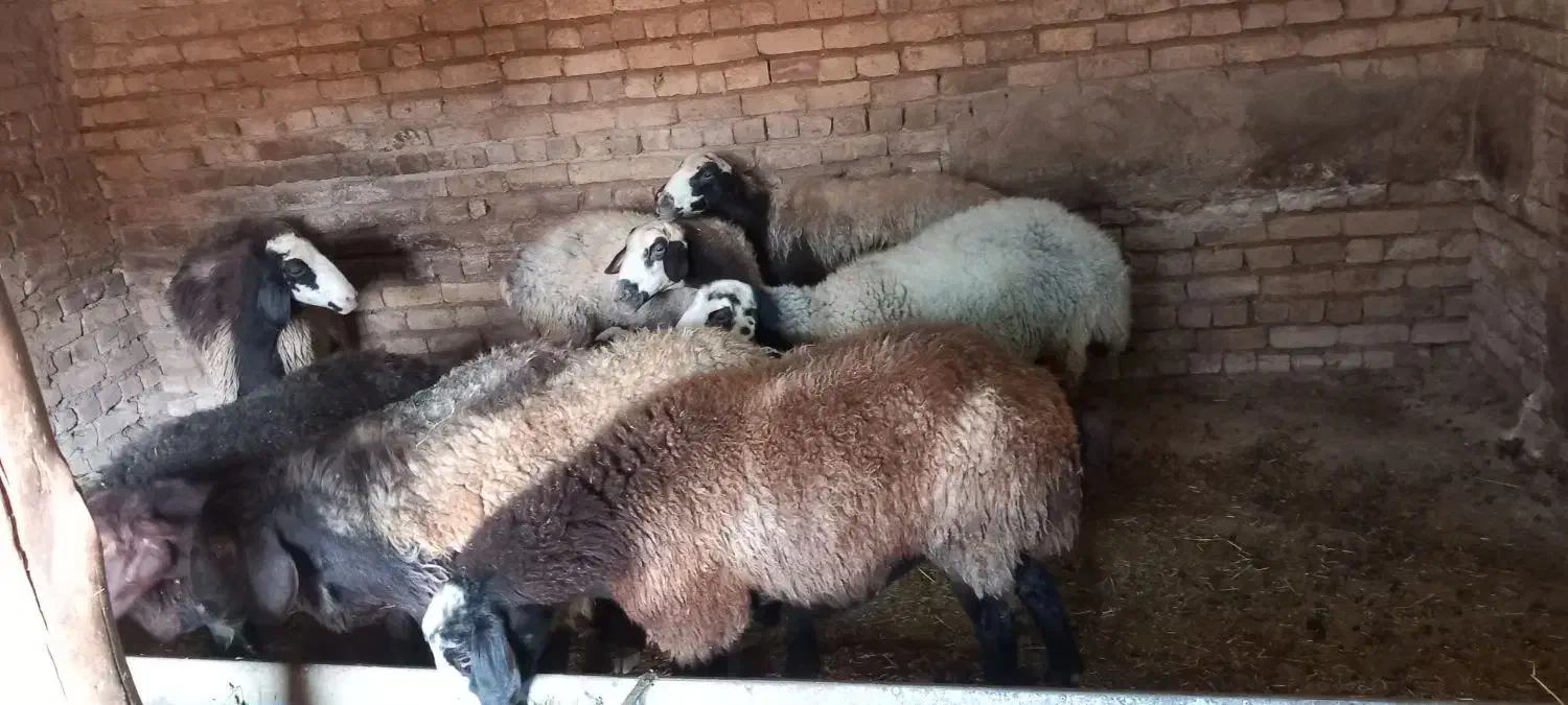 ۸راس میش جوان آبستن وبره دار|حیوانات مزرعه|تاکستان, |دیوار