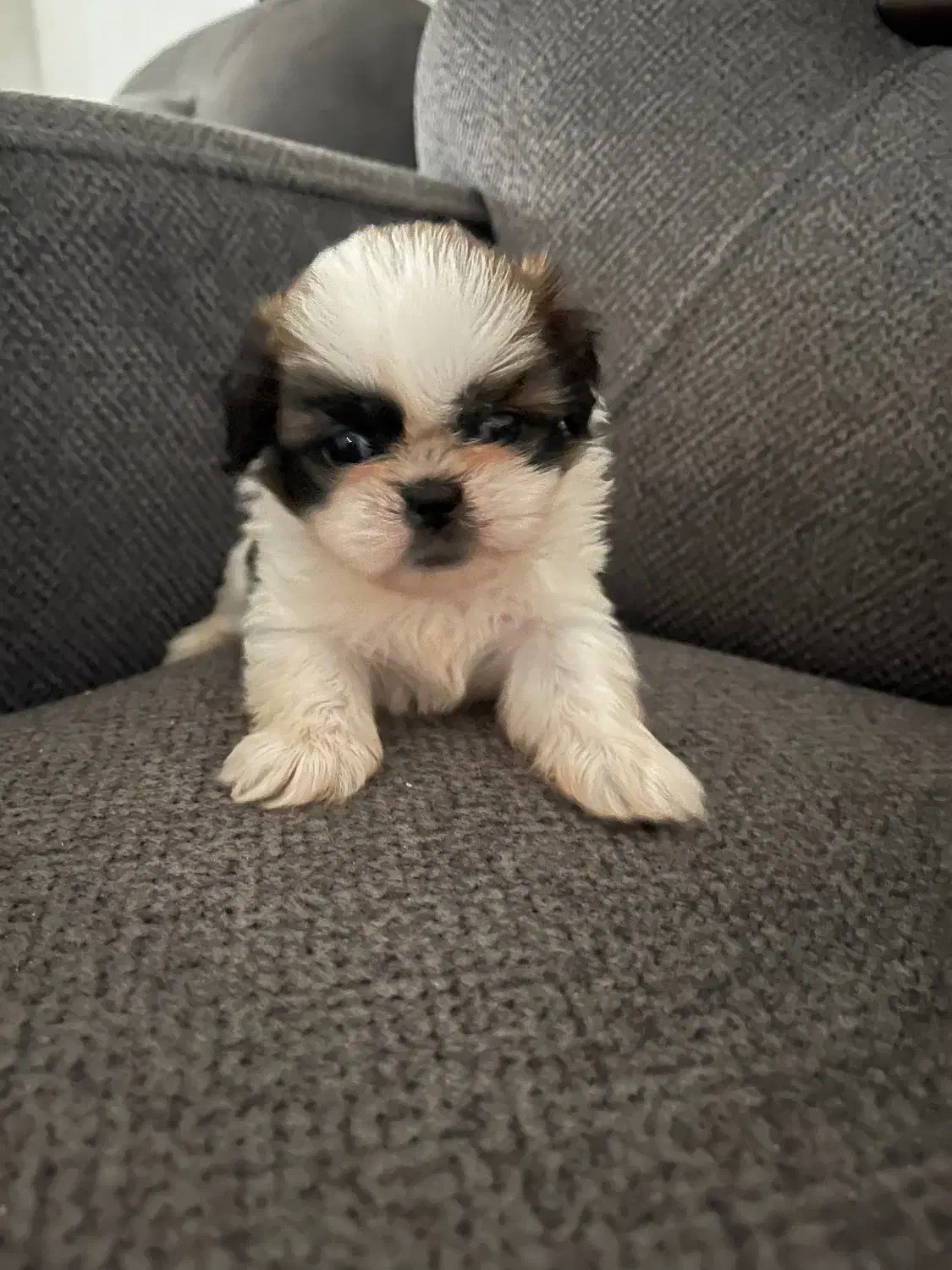 شیتزوسوپرفلت|سگ|رشت, گلسار|دیوار