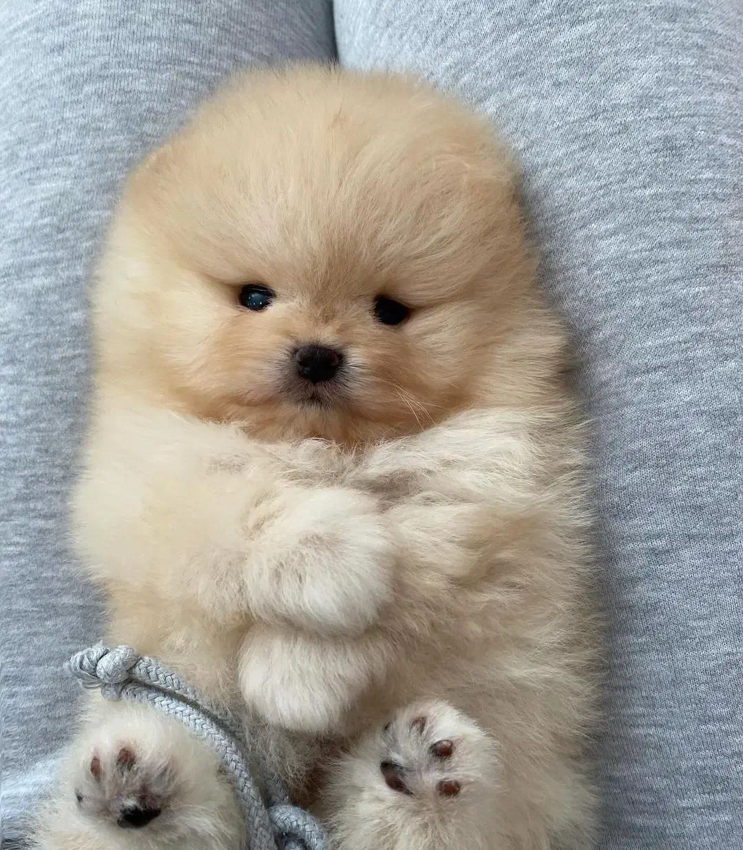 سگ پامر/ پامرانین خرسی تیکاپ|سگ|تهران, تهرانسر غربی|دیوار