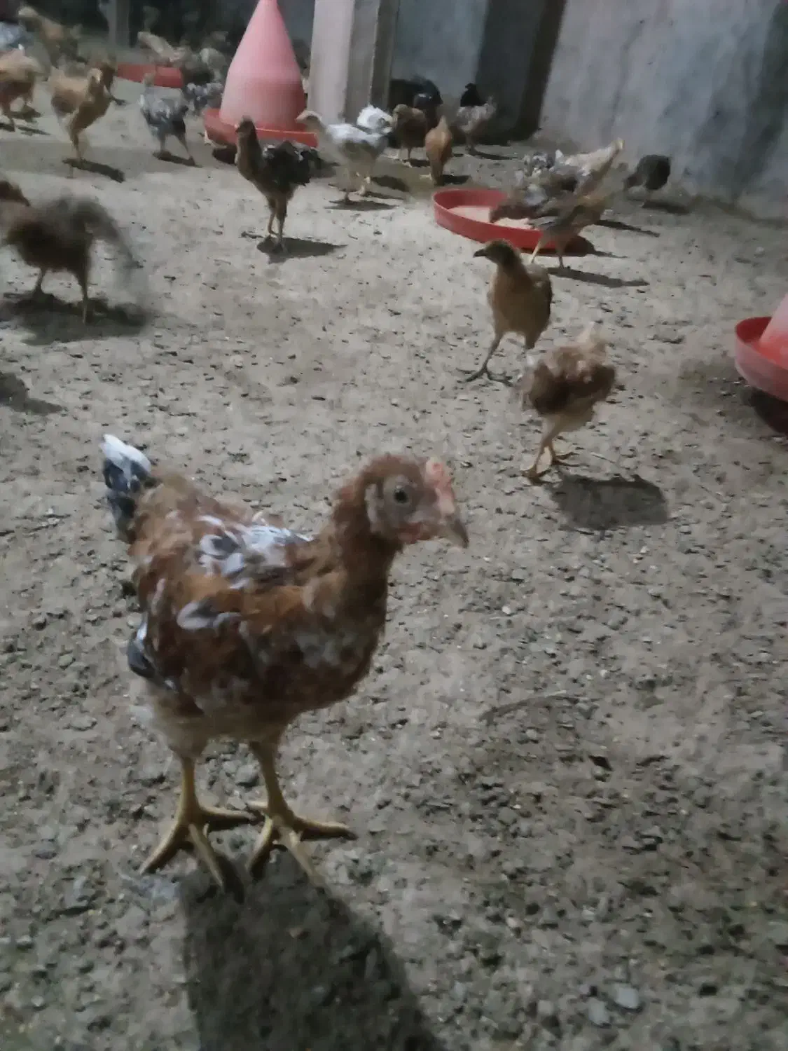 خروس محلی|حیوانات مزرعه|گرمسار, |دیوار