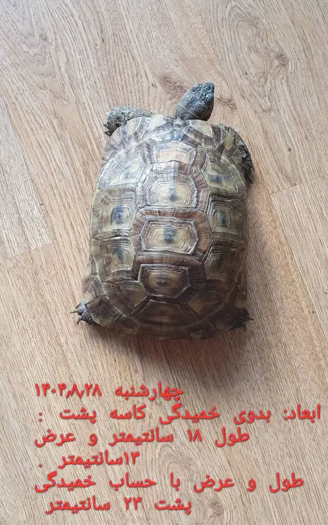 گلپری|خزنده|تهران, شهرک بوعلی|دیوار