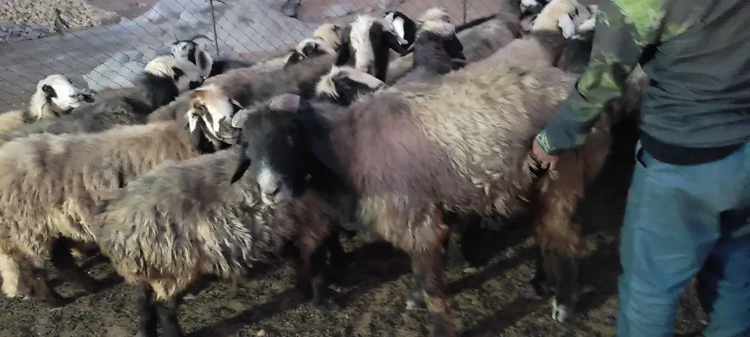 فروش قوچ|حیوانات مزرعه|سده (فارس), |دیوار