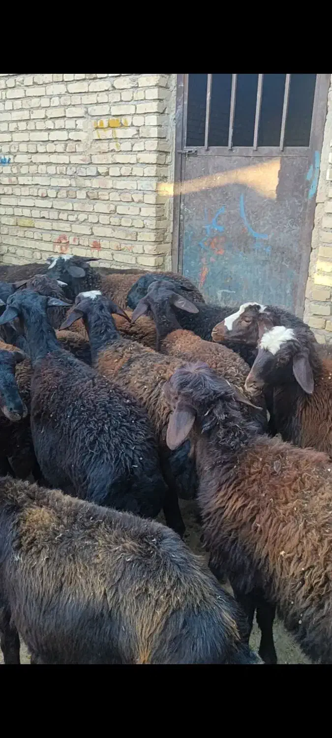 بره ماده|حیوانات مزرعه|تیکمه داش, |دیوار