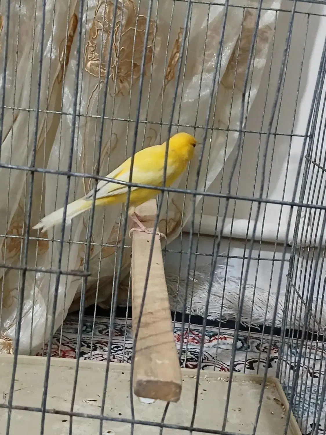 قناری نر معاوضه|پرنده|تهران, انبار نفت|دیوار