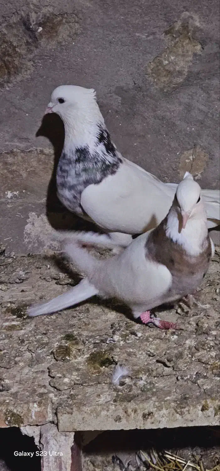 یک جفت کبوتر طوقی|پرنده|بستان آباد, |دیوار