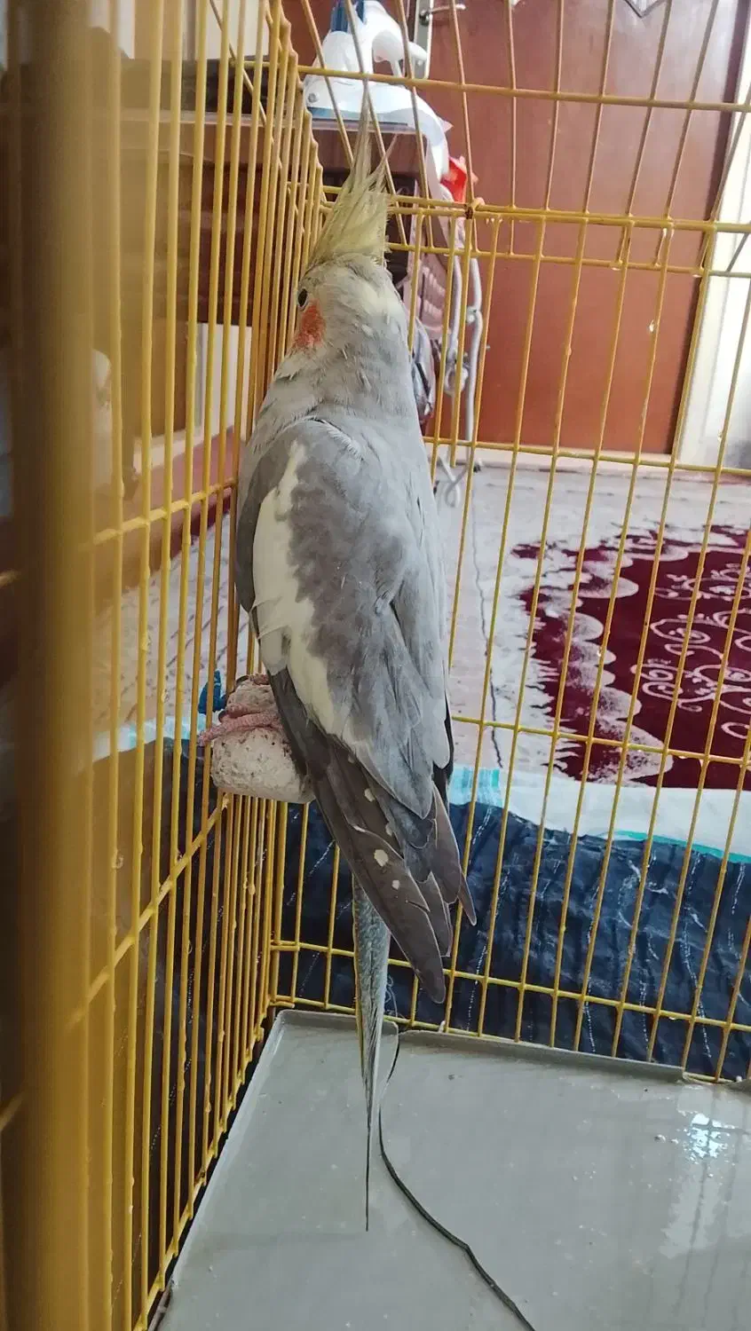 عروس هلندی شیطون|پرنده|گرمسار, |دیوار