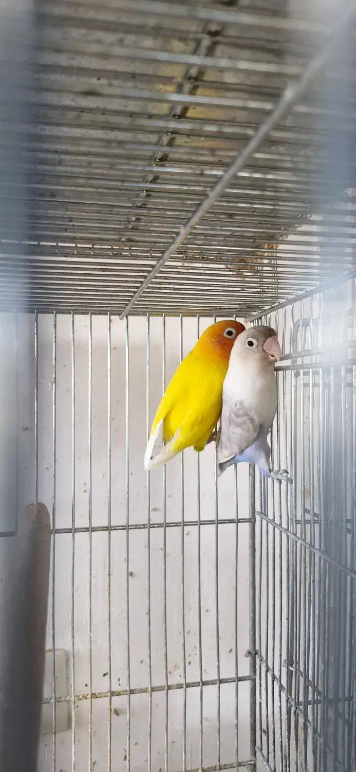 یک جفت کوتوله فیشر طلایی و سفید مولد|پرنده|مبارکه, |دیوار