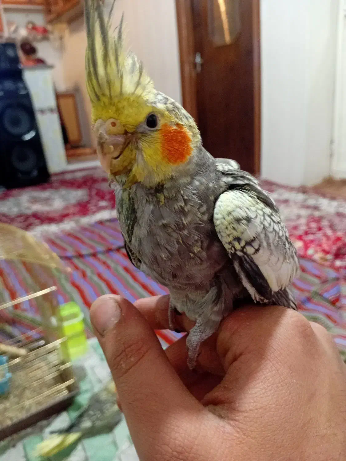 جوجه عروس هلندی|پرنده|ارومیه, |دیوار