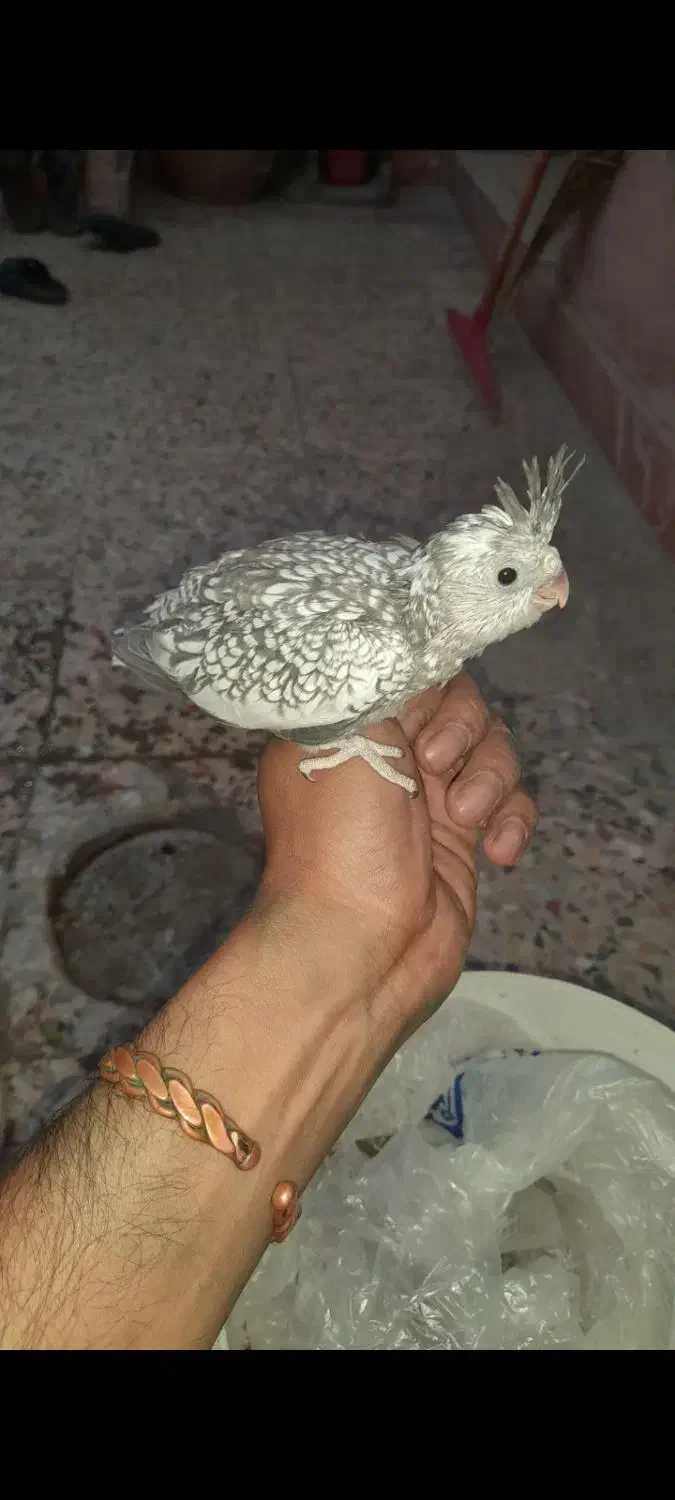 جوجه عروس هلندی ایزابلا|پرنده|بندرعباس, |دیوار