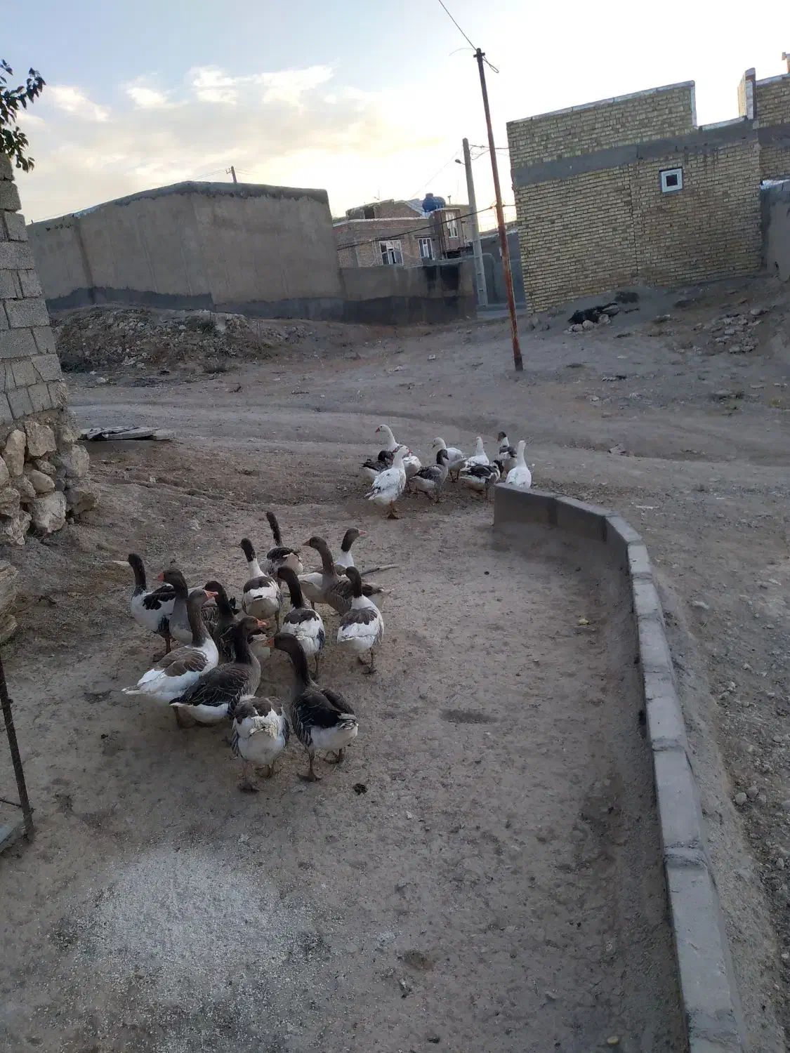 غاز محلی|حیوانات مزرعه|دیواندره, |دیوار